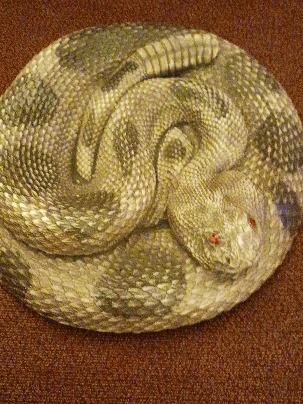 N/A brown snake rattle
